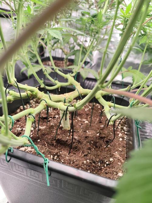 Koutasmannn First G.D.. Week 11