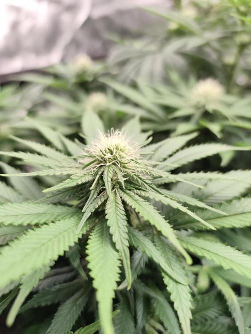 Koutasmannn First G.D.. Week 11