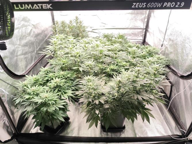 Koutasmannn First G.D.. Week 11