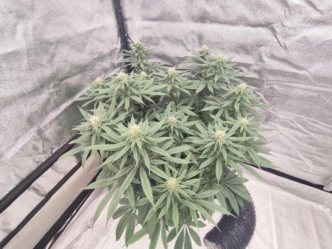 Koutasmannn First G.D.. Week 12