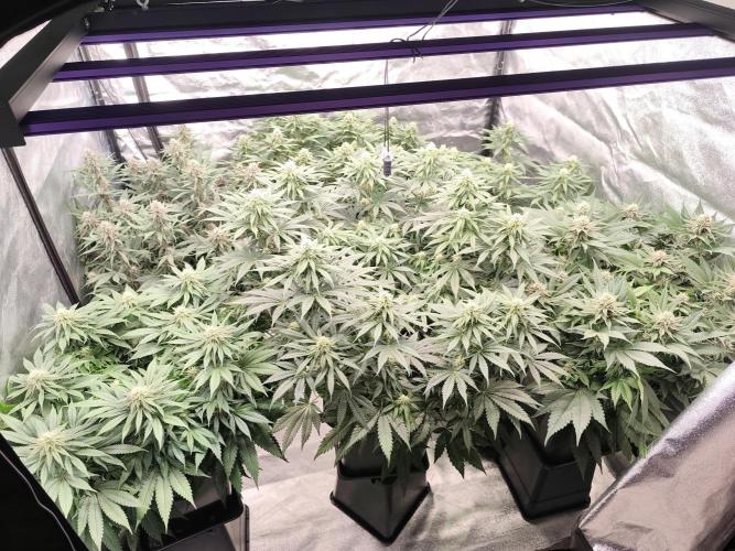 Koutasmannn First G.D.. Week 12