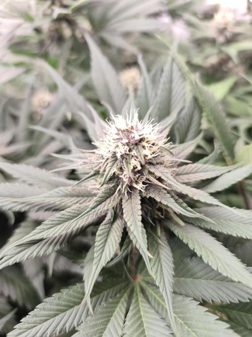 Koutasmannn First G.D.. Week 12