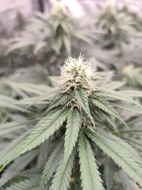 Koutasmannn First G.D.. Week 12