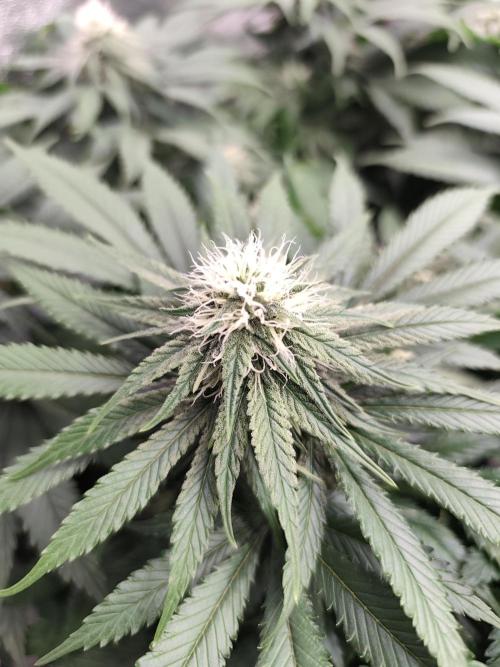 Koutasmannn First G.D.. Week 12
