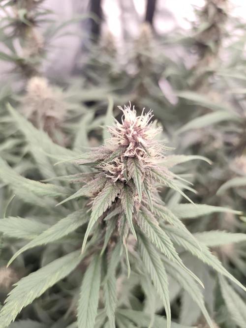 Koutasmannn First G.D.. Week 12
