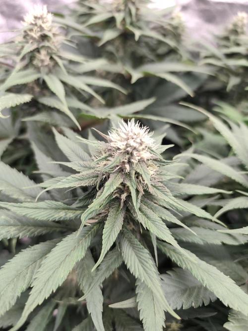 Koutasmannn First G.D.. Week 12