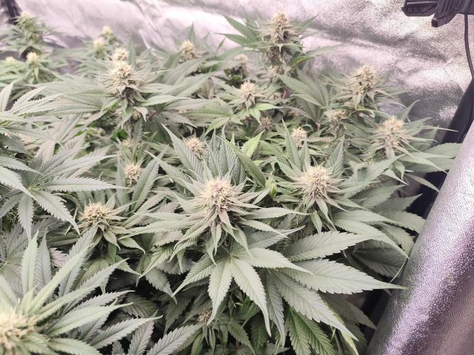 Koutasmannn First G.D.. Week 12