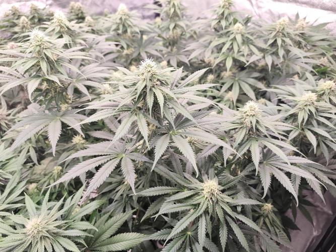 Koutasmannn First G.D.. Week 12
