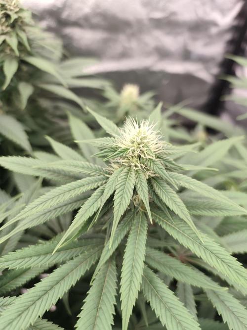 Koutasmannn First G.D.. Week 12