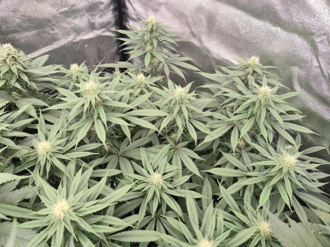 Koutasmannn First G.D.. Week 12