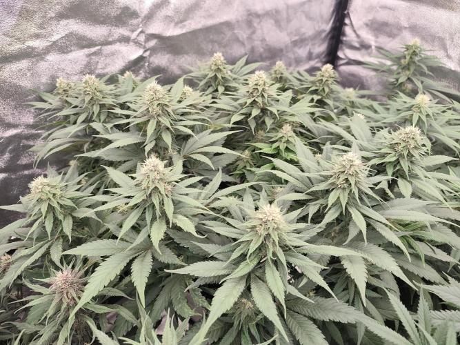 Koutasmannn First G.D.. Week 12