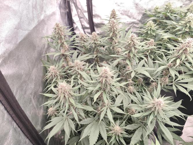 Koutasmannn First G.D.. Week 12