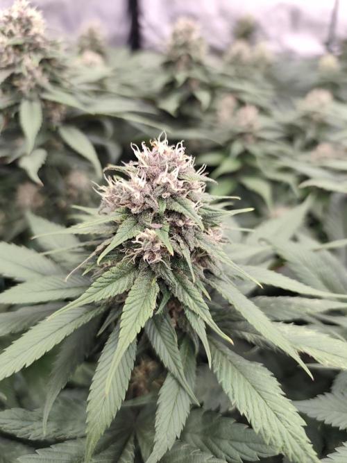 Koutasmannn First G.D.. Week 13