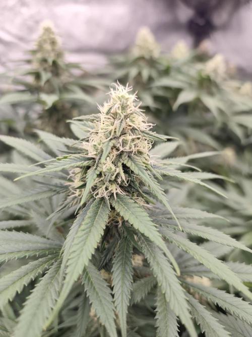 Koutasmannn First G.D.. Week 13