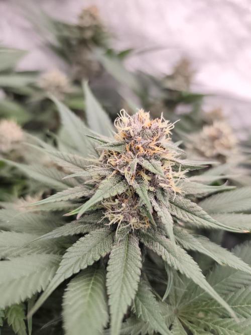 Koutasmannn First G.D.. Week 13