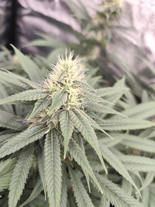 Koutasmannn First G.D.. Week 13