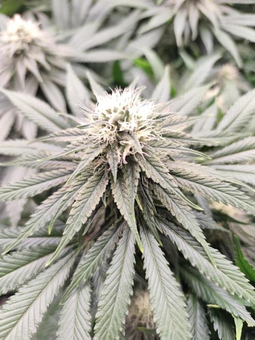 Koutasmannn First G.D.. Week 13