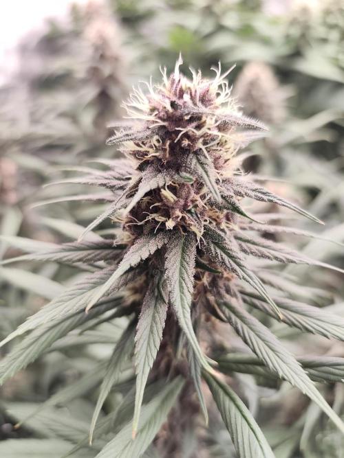 Koutasmannn First G.D.. Week 13