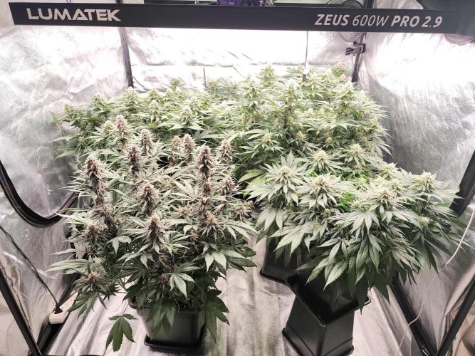 Koutasmannn First G.D.. Week 13