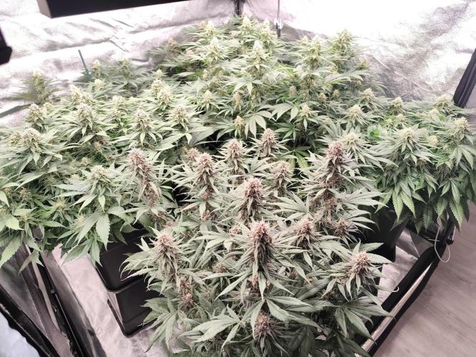 Koutasmannn First G.D.. Week 13