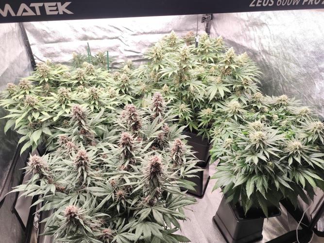 Koutasmannn First G.D.. Week 14