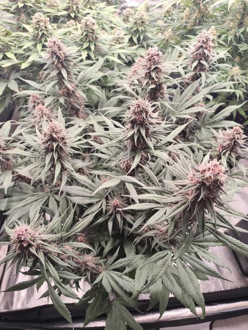 Koutasmannn First G.D.. Week 14
