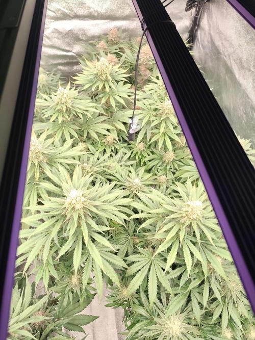 Koutasmannn First G.D.. Week 14
