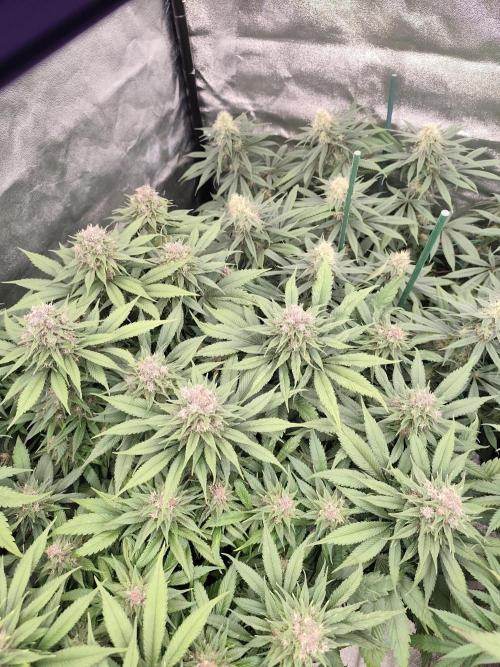 Koutasmannn First G.D.. Week 14