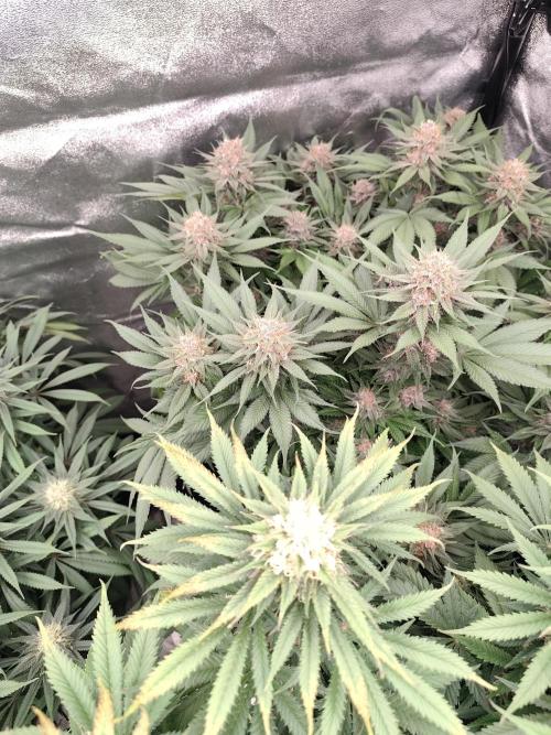 Koutasmannn First G.D.. Week 14