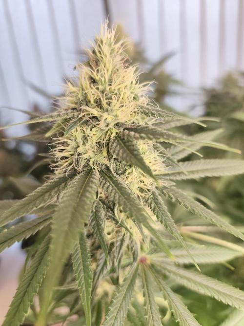 Koutasmannn First G.D.. Week 14