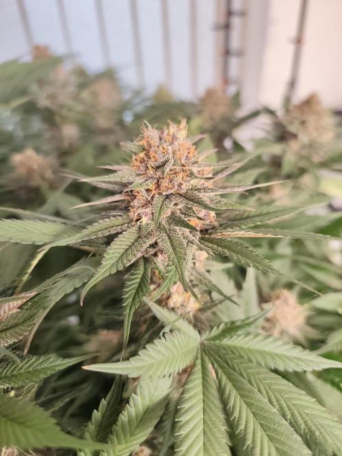 Koutasmannn First G.D.. Week 14