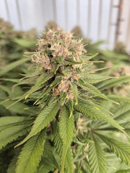 Koutasmannn First G.D.. Week 14