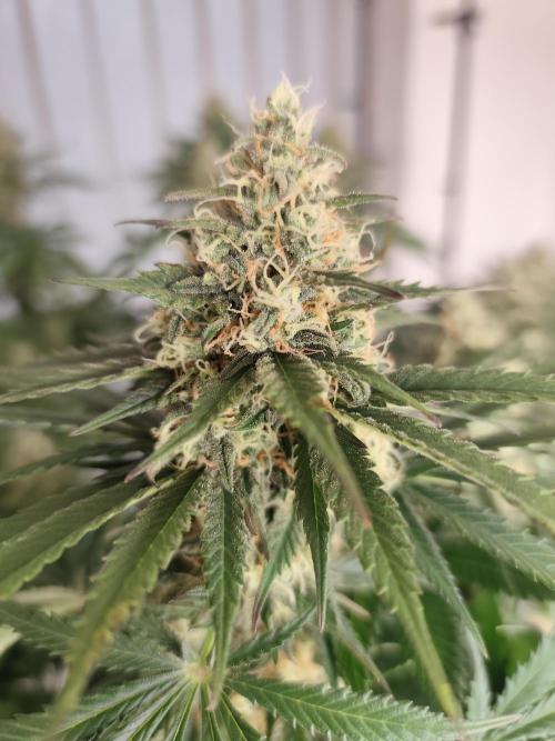 Koutasmannn First G.D.. Week 14