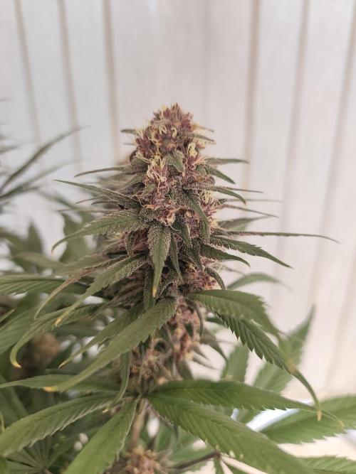 Koutasmannn First G.D.. Week 14