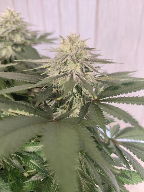Koutasmannn First G.D.. Week 14