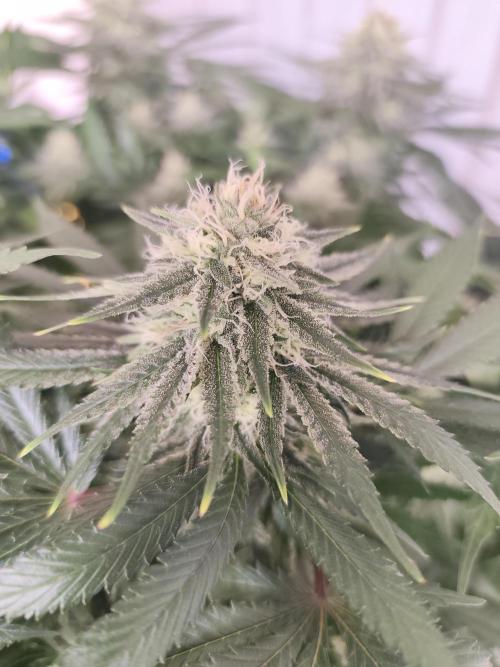 Koutasmannn First G.D.. Week 14