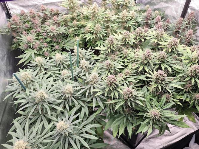 Koutasmannn First G.D.. Week 15