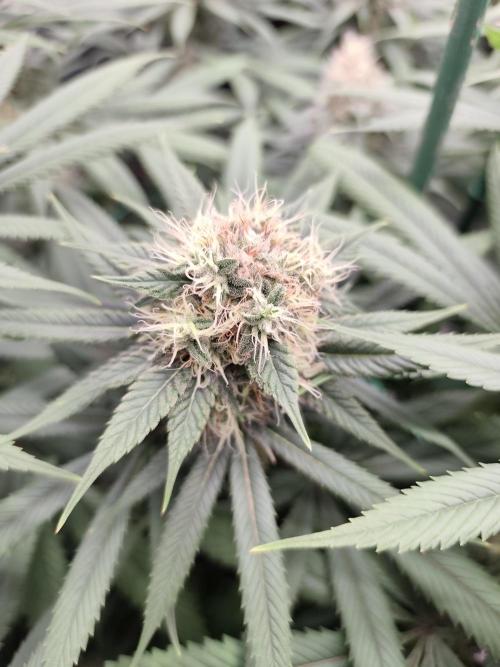 Koutasmannn First G.D.. Week 15