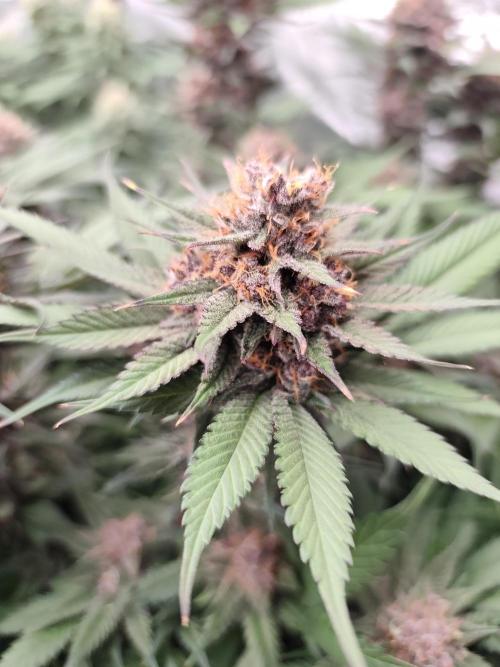 Koutasmannn First G.D.. Week 15