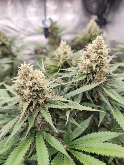 Koutasmannn First G.D.. Week 15