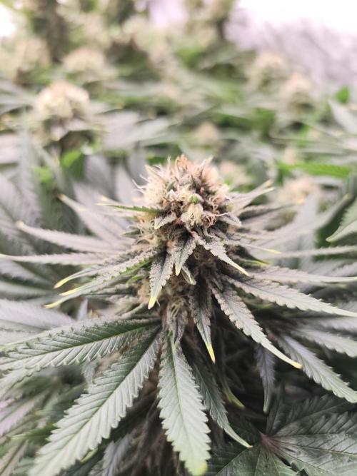 Koutasmannn First G.D.. Week 15