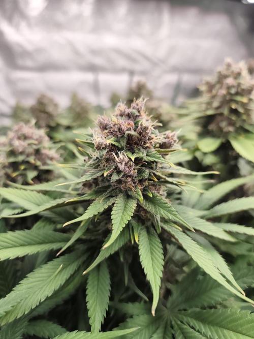 Koutasmannn First G.D.. Week 15