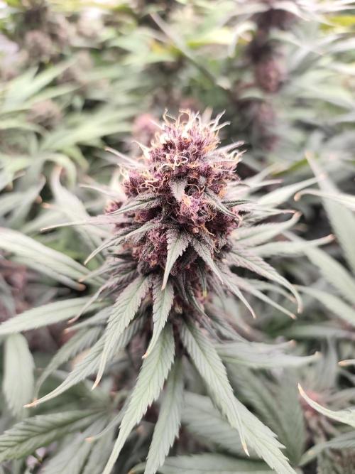 Koutasmannn First G.D.. Week 15