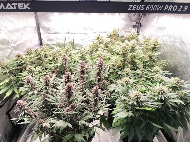 Koutasmannn First G.D.. Week 15