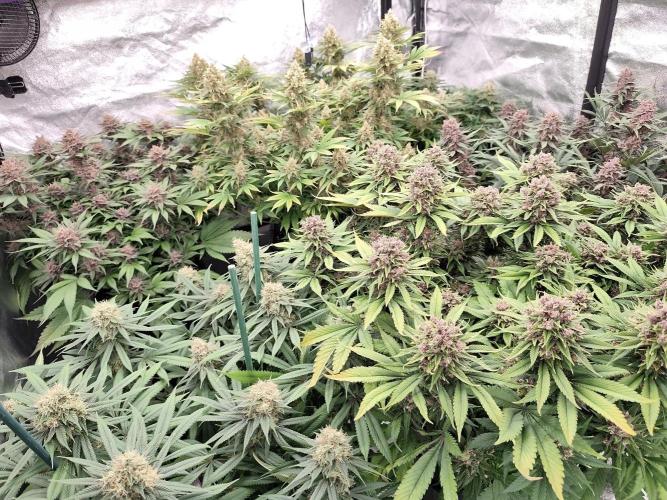 Koutasmannn First G.D.. Week 16