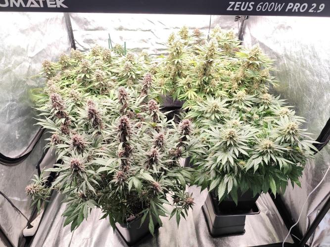 Koutasmannn First G.D.. Week 16
