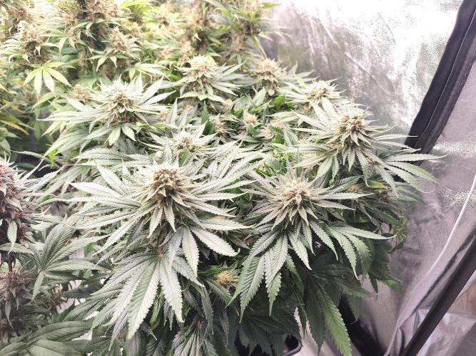 Koutasmannn First G.D.. Week 16