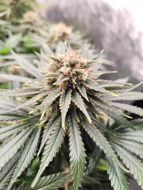 Koutasmannn First G.D.. Week 16