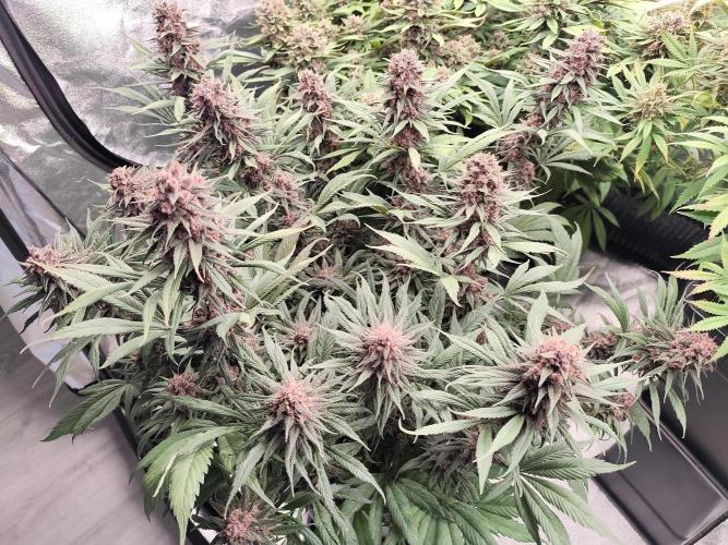 Koutasmannn First G.D.. Week 16