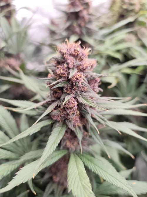 Koutasmannn First G.D.. Week 16